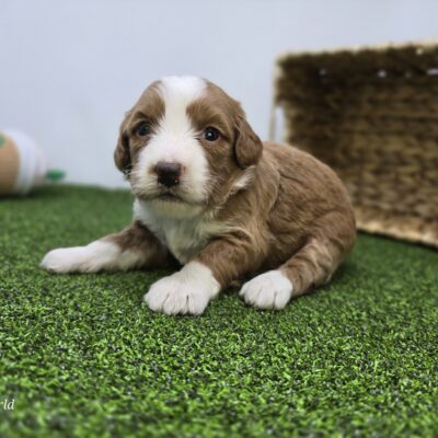 Goldendoodle Mini F1b - 1339 - Anya