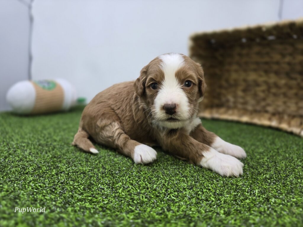 Anya - Goldendoodle Mini F1b - Image 6