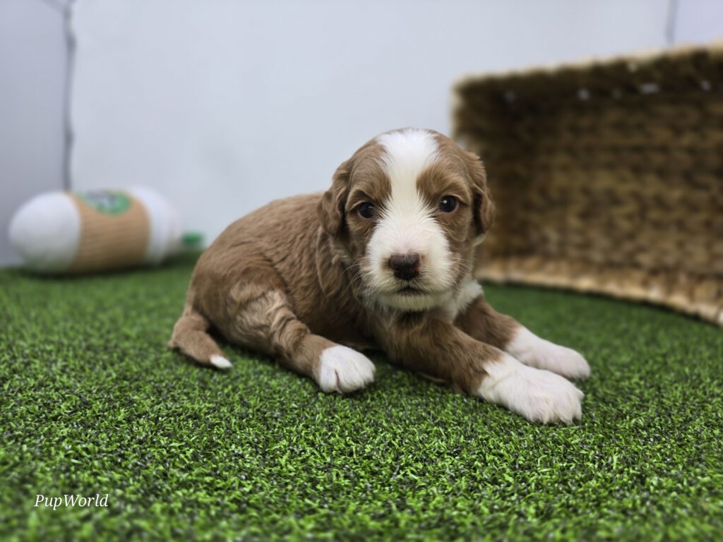 Anya - Goldendoodle Mini F1b - Image 5