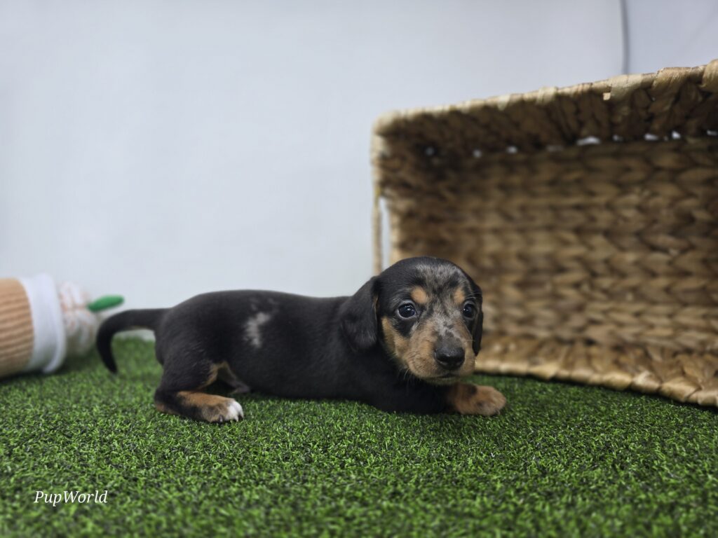 Max - Dachshund - Image 6