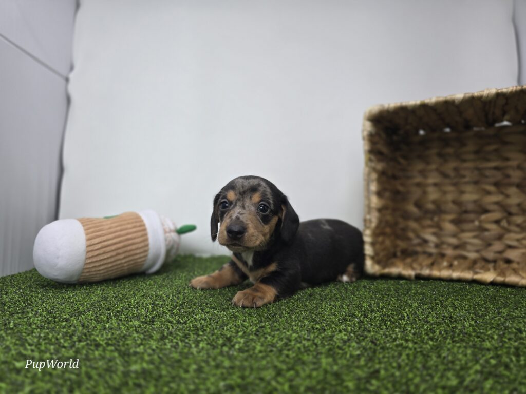 Max - Dachshund - Image 2