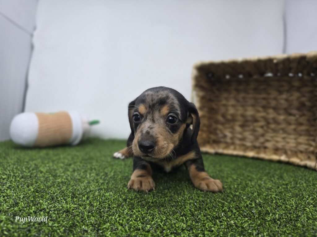 Max - Dachshund - Image 3