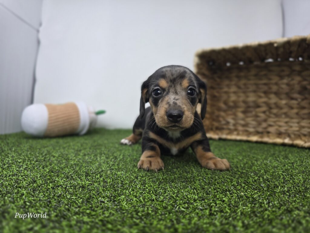 Max - Dachshund - Image 1