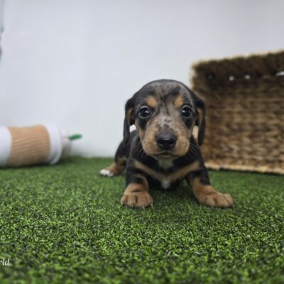 Dachshund - 1317 - Max