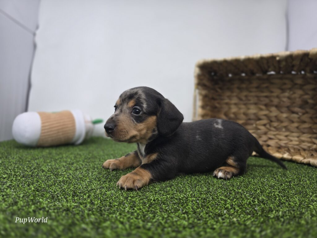 Max - Dachshund - Image 4