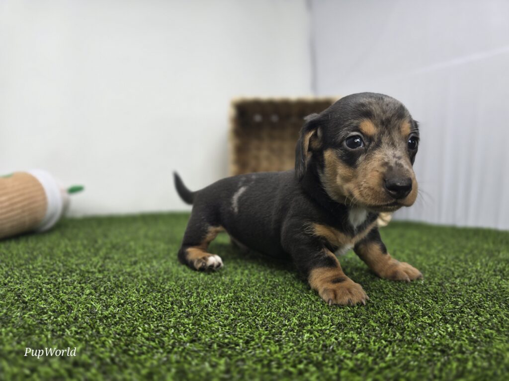 Max - Dachshund - Image 5