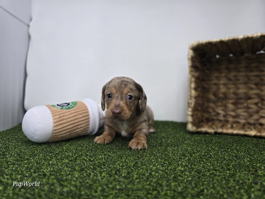 Oliver - Dachshund - Image 2