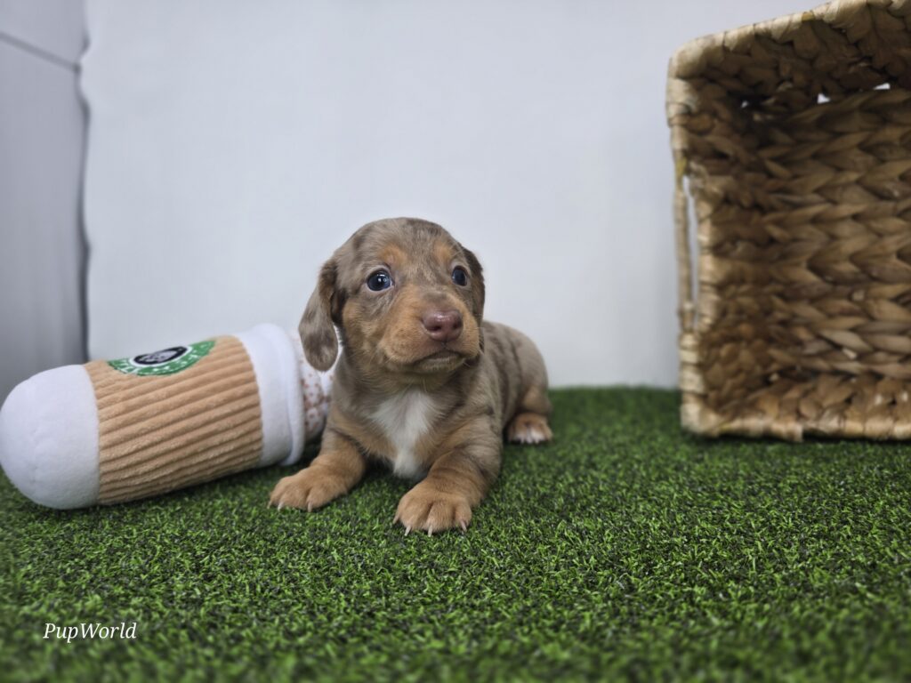 Oliver - Dachshund - Image 1
