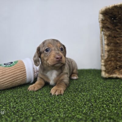 Dachshund - 1318 - Oliver