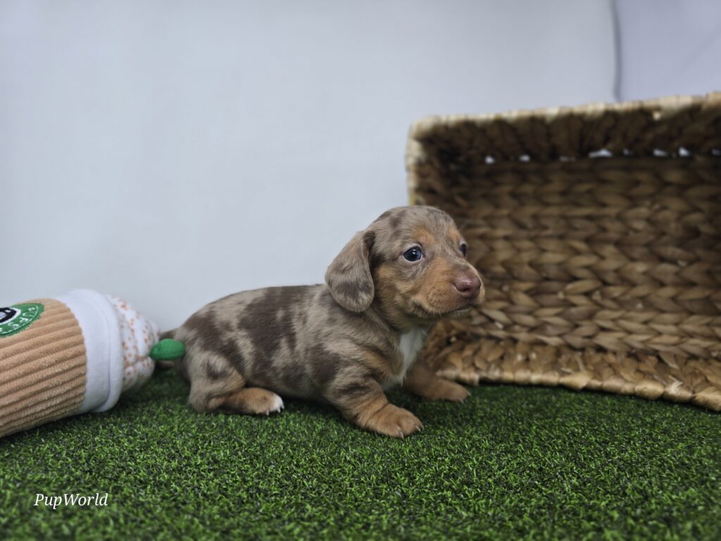Oliver - Dachshund - Image 3