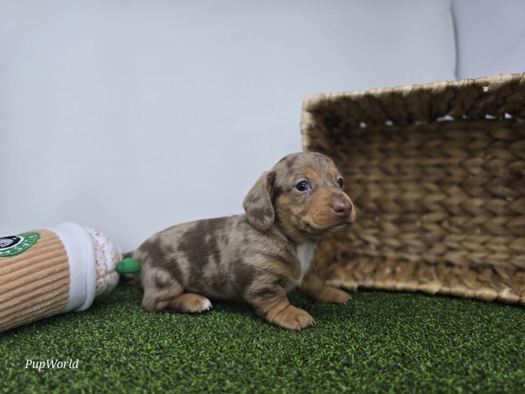 Oliver - Dachshund - Image 4