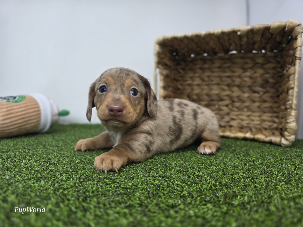 Oliver - Dachshund - Image 5