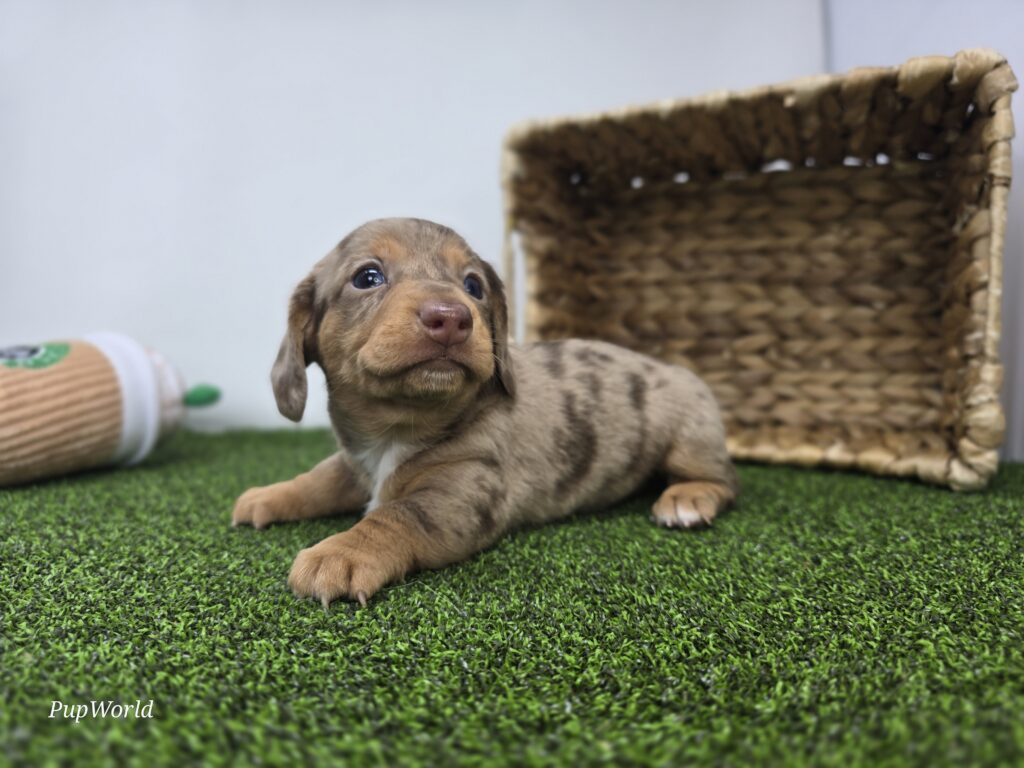 Oliver - Dachshund - Image 6