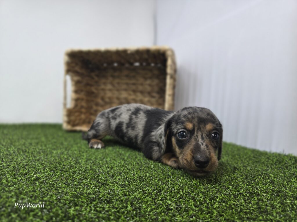 Cobalt - Dachshund - Image 2