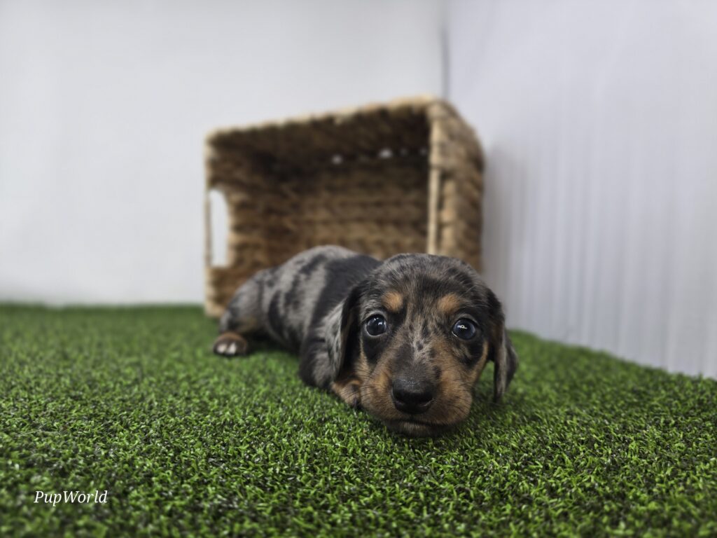 Cobalt - Dachshund - Image 3