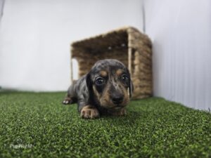 Dachshund