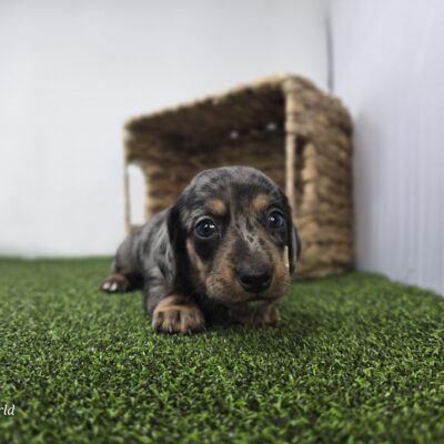 Dachshund - 1319 - Cobalt