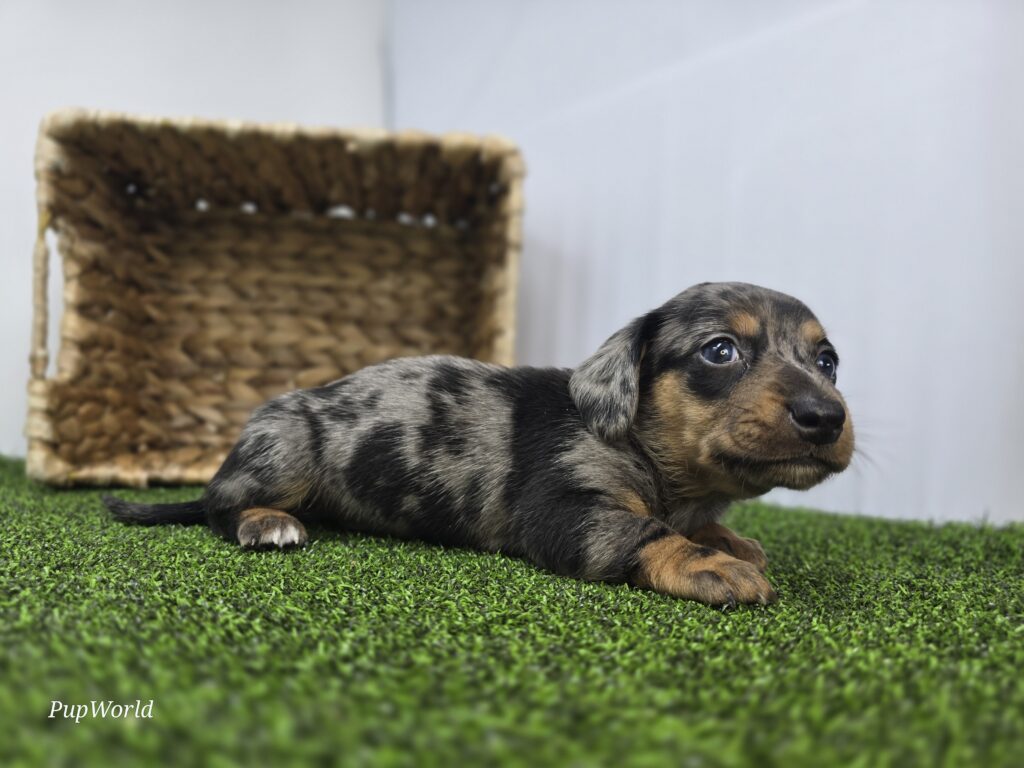 Cobalt - Dachshund - Image 4