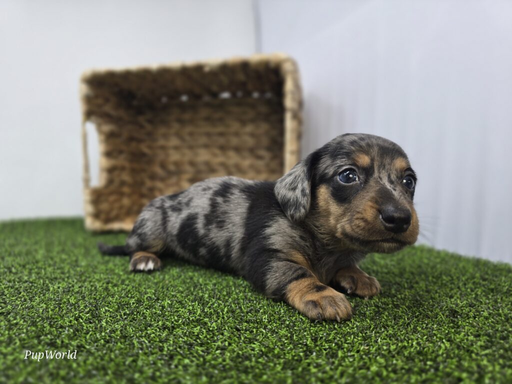 Cobalt - Dachshund - Image 5