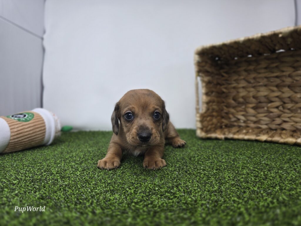 Scout - Dachshund - Image 2
