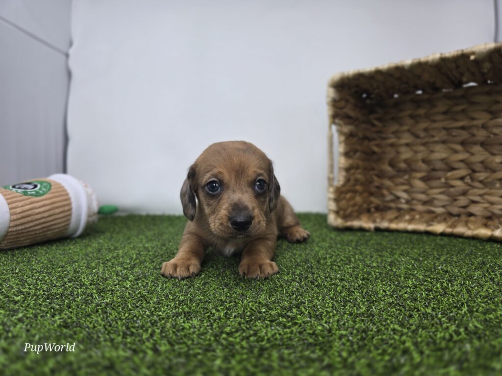 [#26180-04]  - Silver / Black M Dachshund Puppies For Sale