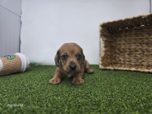 Dachshund