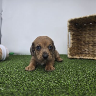 Dachshund - 1320 - Scout