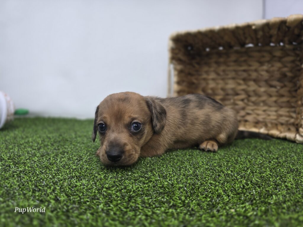 Scout - Dachshund - Image 6
