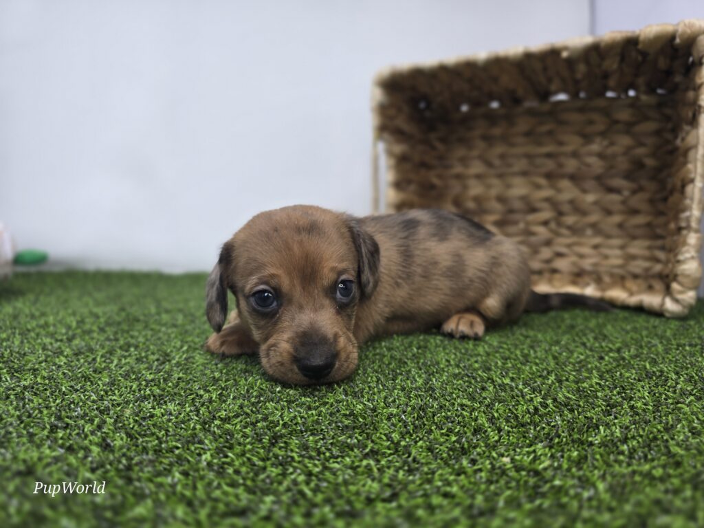Scout - Dachshund - Image 5
