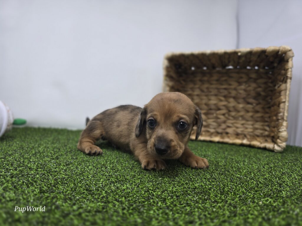 Scout - Dachshund - Image 4