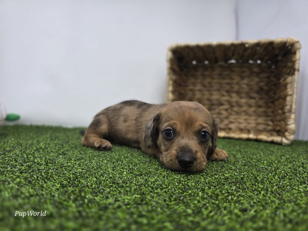 Scout - Dachshund - Image 3