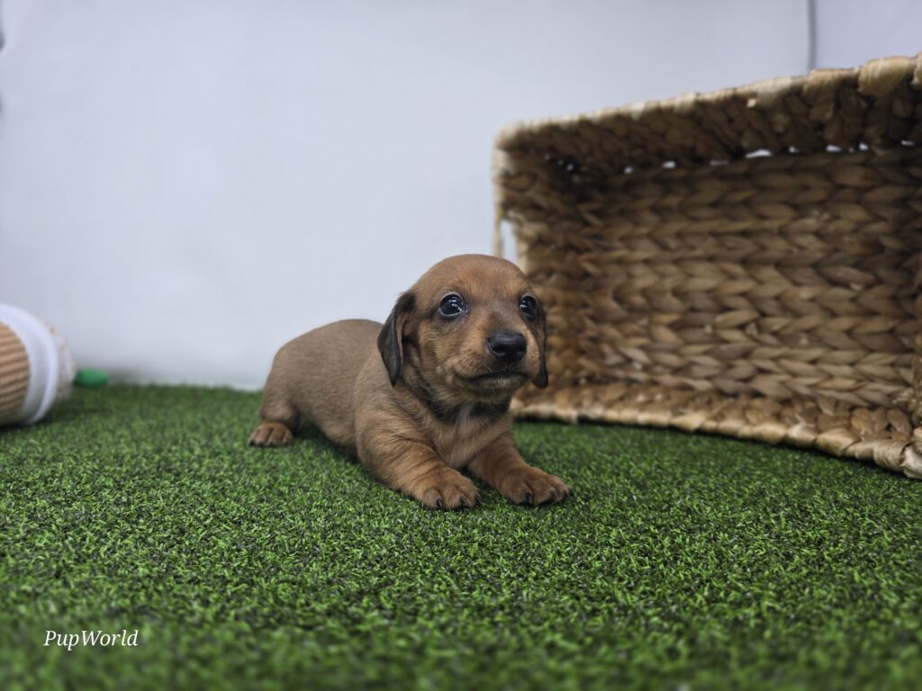 Libby - Dachshund - Image 2