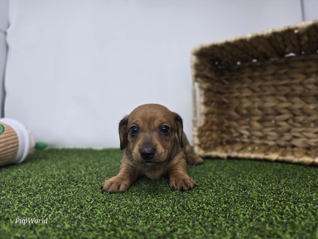 [#26180-05]  - Chocolate F Dachshund Puppies For Sale