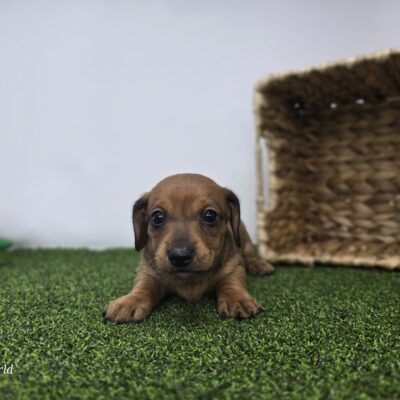 Dachshund - 1321 - Libby