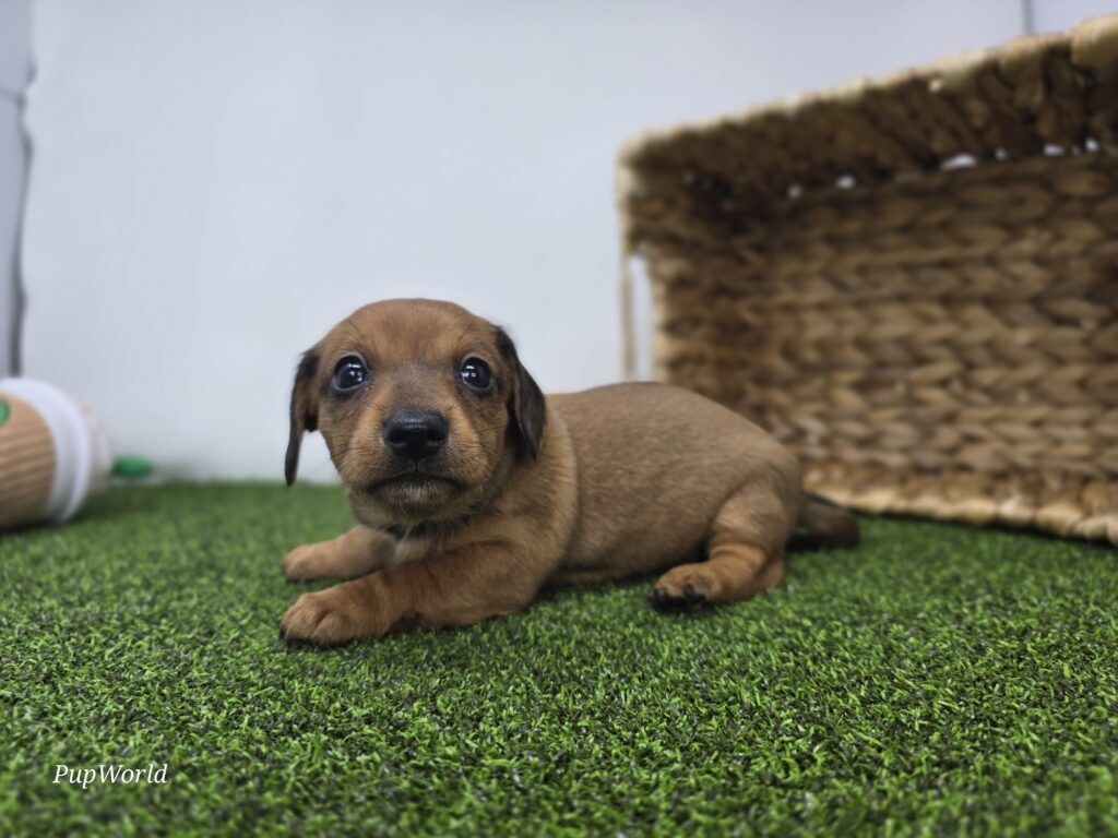 Libby - Dachshund - Image 4