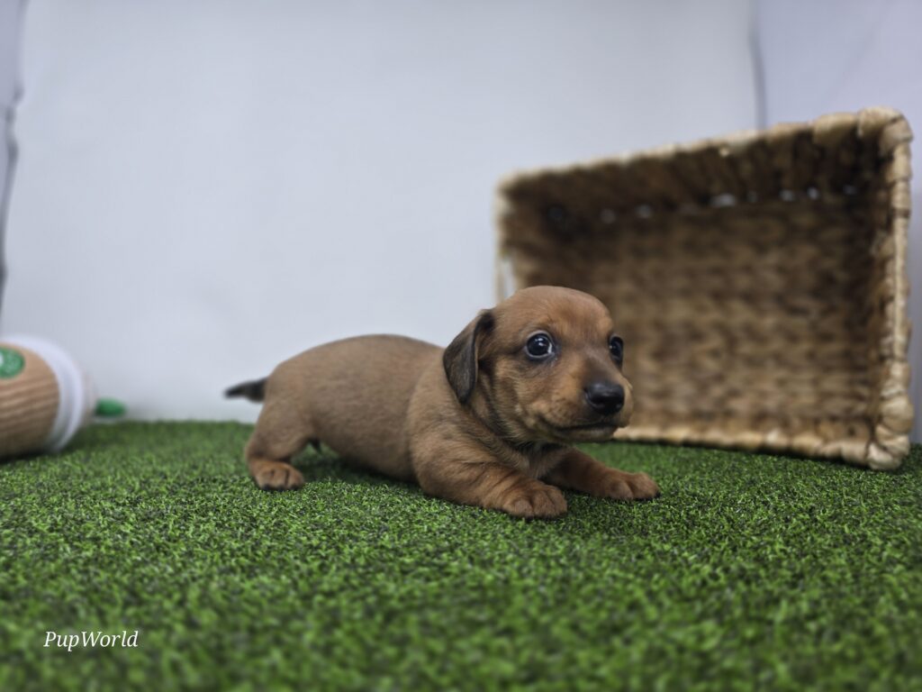 Libby - Dachshund - Image 6
