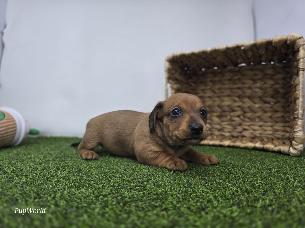 Libby - Dachshund - Image 5