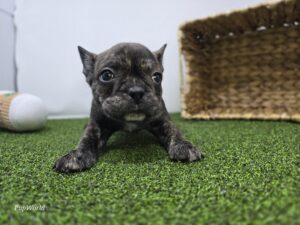 Frenchton