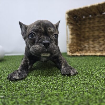 Frenchton - 1286 - Brooks