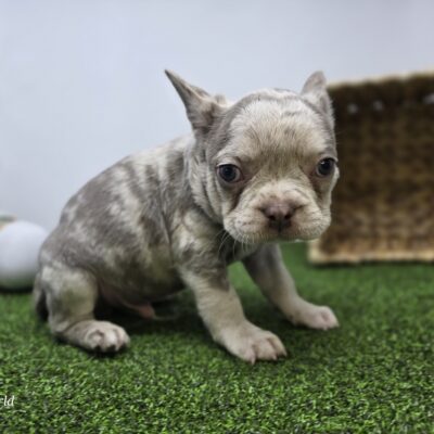 Frenchton - 1287 - Beau