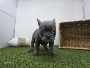Frenchton