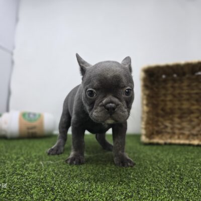 Frenchton - 1288 - Nora