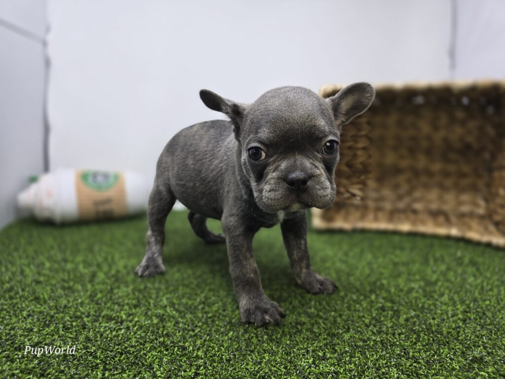 [#26189-07]  - Lilac F Frenchton Puppies For Sale