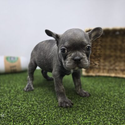 Frenchton - 1289 - Paisley