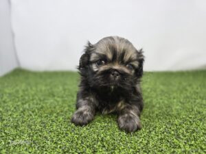 Pekingese