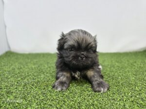 Pekingese