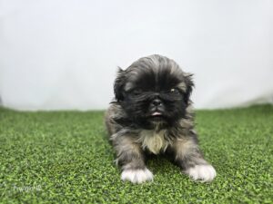 Pekingese