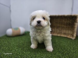 Bichon/Pekingese