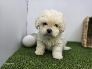 Bichon/Pekingese