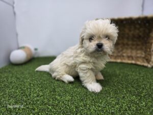 Bichon/Pekingese